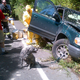 Image for article titled Unfortunate Crash Leaves Man And Dog Coated In Paint
